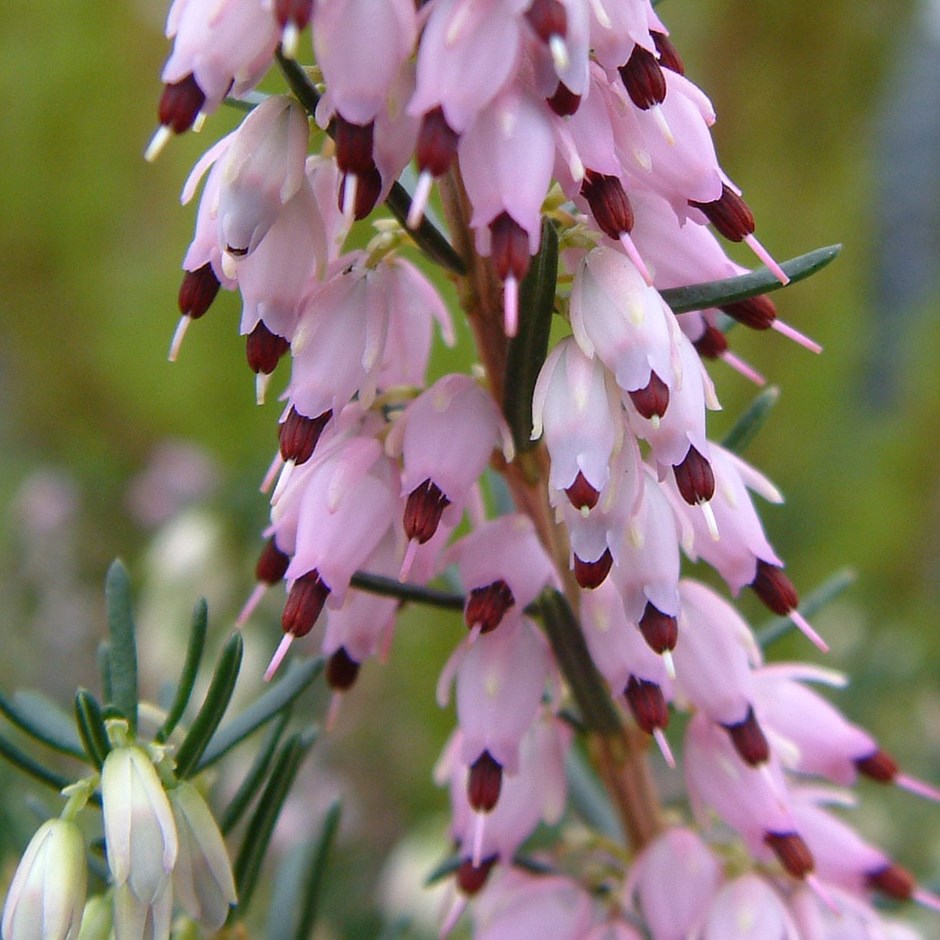 Erica darleyensis 'Ghost Hills'